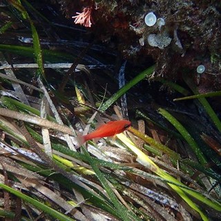 Sottocosta …a cura di Ghjuvan Pasquale