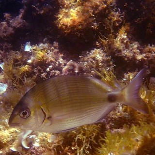 Sottocosta …a cura di Ghjuvan Pasquale