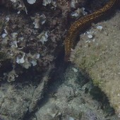 Sottocosta …a cura di Ghjuvan Pasquale Sottocosta …a cura di Ghjuvan Pasquale