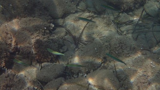 Sottocosta …a cura di Ghjuvan Pasquale