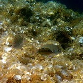 Sottocosta …a cura di Ghjuvan Pasquale