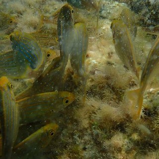 Sottocosta …a cura di Ghjuvan Pasquale