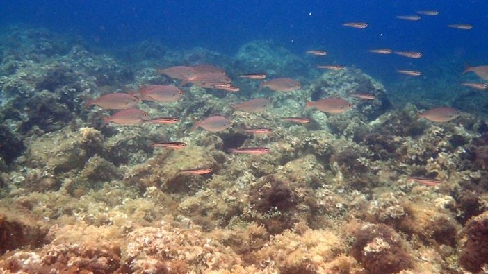 Sottocosta …a cura di Ghjuvan Pasquale