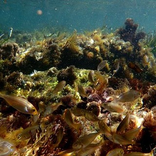 Sottocosta …a cura di Ghjuvan Pasquale