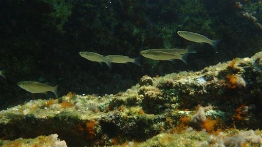 Sottocosta …a cura di Ghjuvan Pasquale Sottocosta …a cura di Ghjuvan Pasquale