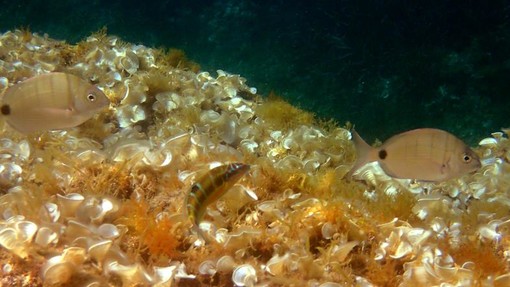 Sottocosta …a cura di Ghjuvan Pasquale Sottocosta …a cura di Ghjuvan Pasquale