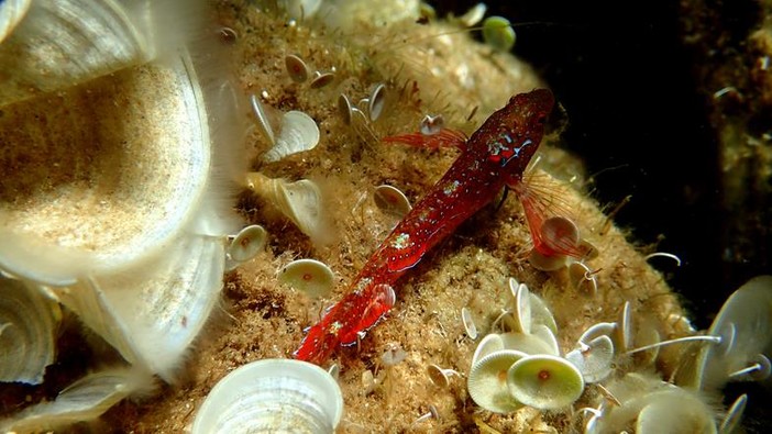 Sottocosta …a cura di Ghjuvan Pasquale Sottocosta …a cura di Ghjuvan Pasquale