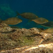 Sottocosta …a cura di Ghjuvan Pasquale Sottocosta …a cura di Ghjuvan Pasquale