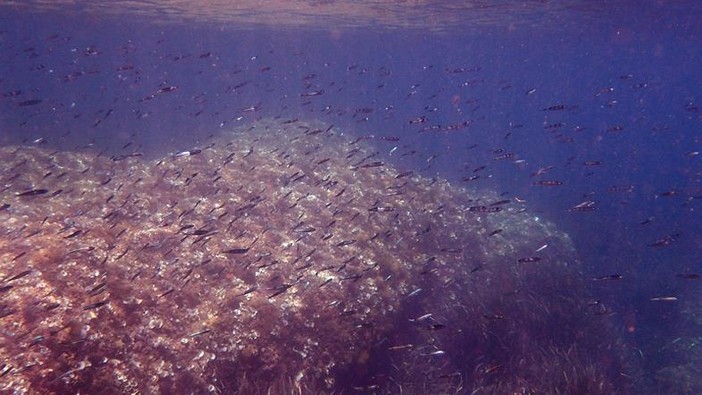 Sottocosta …a cura di Ghjuvan Pasquale Sottocosta …a cura di Ghjuvan Pasquale