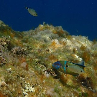 Sottocosta …a cura di Ghjuvan Pasquale