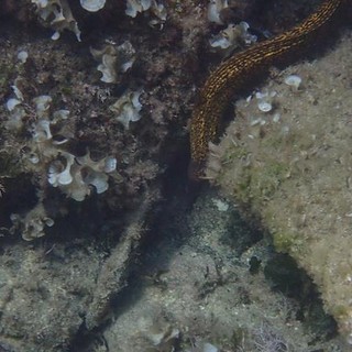 Sottocosta …a cura di Ghjuvan Pasquale