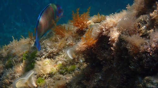 Sottocosta …a cura di Ghjuvan Pasquale