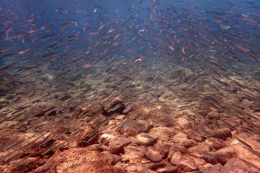 Sottocosta …a cura di Ghjuvan Pasquale Sottocosta …a cura di Ghjuvan Pasquale