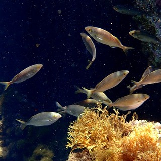 Sottocosta …a cura di Ghjuvan Pasquale