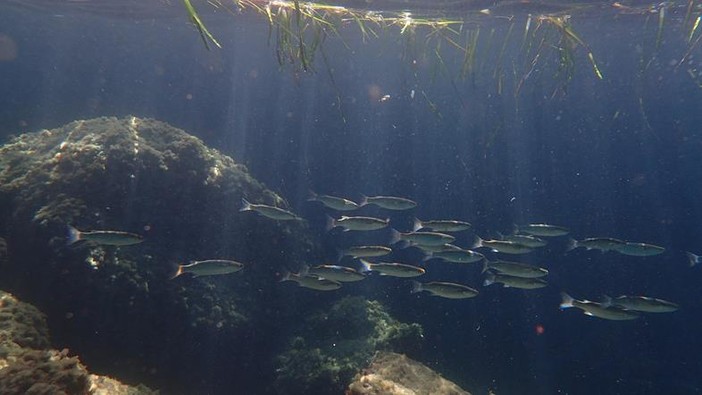 Sottocosta …a cura di Ghjuvan Pasquale Sottocosta …a cura di Ghjuvan Pasquale