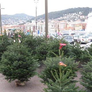 Come smaltire gli alberi di Natale a Nizza