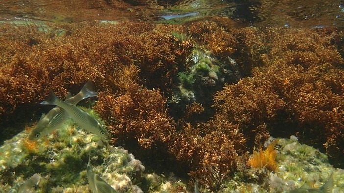 Sottocosta …a cura di Ghjuvan Pasquale