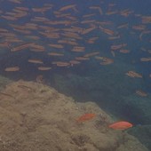 Sottocosta …a cura di Ghjuvan Pasquale Sottocosta …a cura di Ghjuvan Pasquale