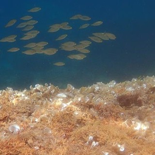 Sottocosta …a cura di Ghjuvan Pasquale