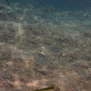 Sottocosta …a cura di Ghjuvan Pasquale