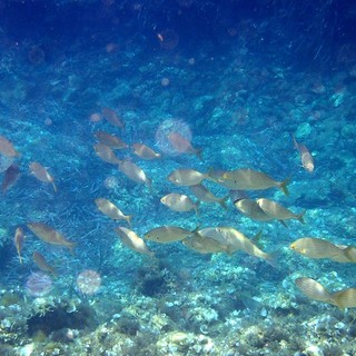 Sottocosta …a cura di Ghjuvan Pasquale