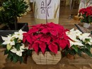 Stella di Natale o Poinsettia: dalle origini… ai giorni nostri! Stella di Natale o Poinsettia: dalle origini… ai giorni nostri!