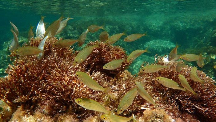 Sottocosta …a cura di Ghjuvan Pasquale Sottocosta …a cura di Ghjuvan Pasquale