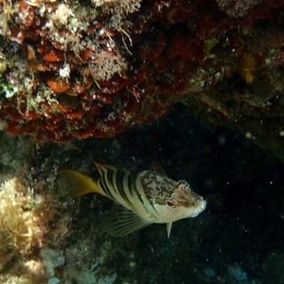 Sottocosta …a cura di Ghjuvan Pasquale