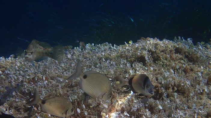 Sottocosta …a cura di Ghjuvan Pasquale Sottocosta …a cura di Ghjuvan Pasquale