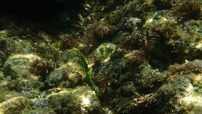 Sottocosta …a cura di Ghjuvan Pasquale Sottocosta …a cura di Ghjuvan Pasquale