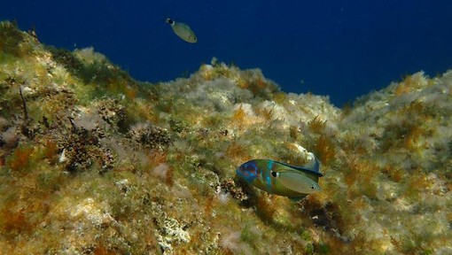 Sottocosta …a cura di Ghjuvan Pasquale Sottocosta …a cura di Ghjuvan Pasquale