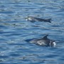 Osservazione dei cetacei nel Mar Mediterraneo: un'imperdibile escursione in barca a vela nel Santuario Pelagos