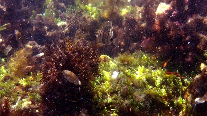 Sottocosta …a cura di Ghjuvan Pasquale Sottocosta …a cura di Ghjuvan Pasquale