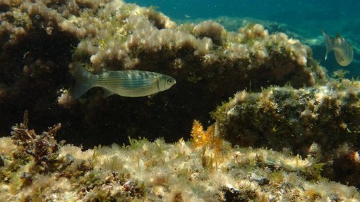 Sottocosta …a cura di Ghjuvan Pasquale