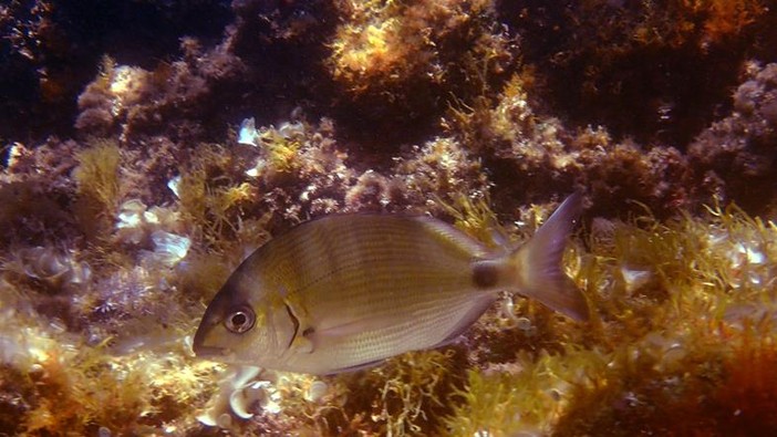 Sottocosta …a cura di Ghjuvan Pasquale