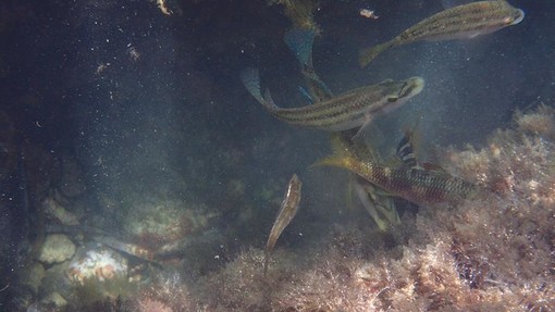 Sottocosta …a cura di Ghjuvan Pasquale