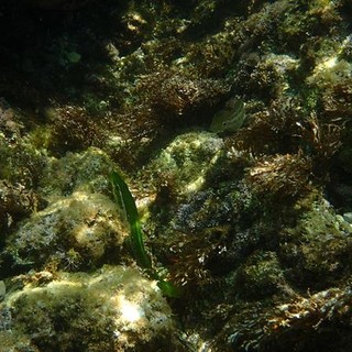 Sottocosta …a cura di Ghjuvan Pasquale