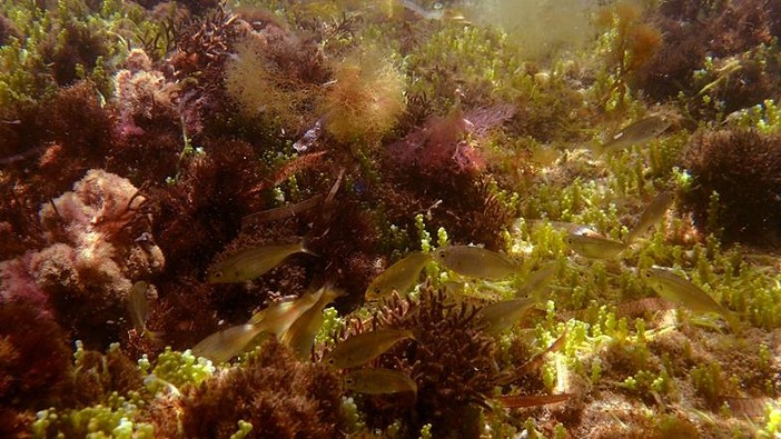 Sottocosta …a cura di Ghjuvan Pasquale Sottocosta …a cura di Ghjuvan Pasquale