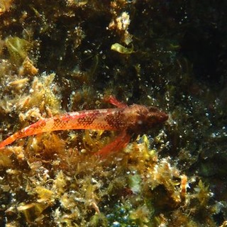 Sottocosta …a cura di Ghjuvan Pasquale