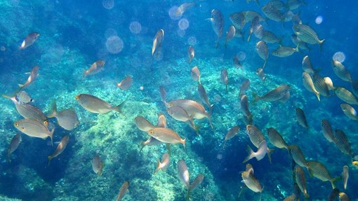 Sottocosta …a cura di Ghjuvan Pasquale Sottocosta …a cura di Ghjuvan Pasquale