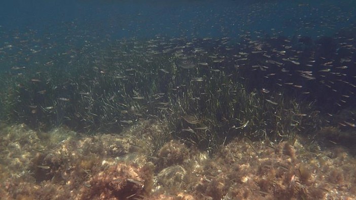 Sottocosta …a cura di Ghjuvan Pasquale Sottocosta …a cura di Ghjuvan Pasquale