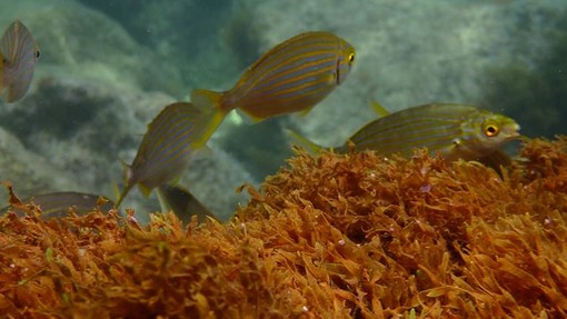 Sottocosta …a cura di Ghjuvan Pasquale