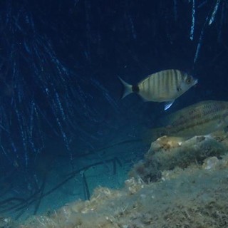 Sottocosta …a cura di Ghjuvan Pasquale