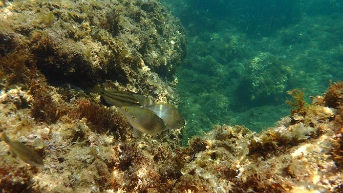 Sottocosta …a cura di Ghjuvan Pasquale Sottocosta …a cura di Ghjuvan Pasquale