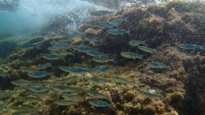 Sottocosta …a cura di Ghjuvan Pasquale