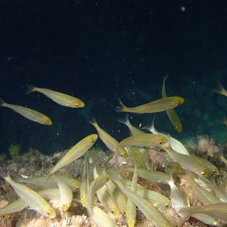 Sottocosta …a cura di Ghjuvan Pasquale