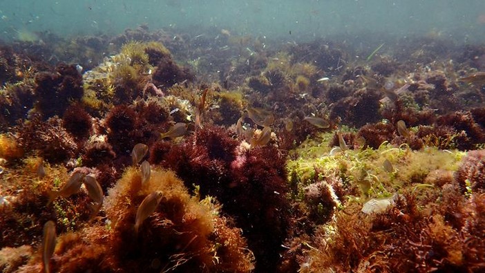 Sottocosta …a cura di Ghjuvan Pasquale