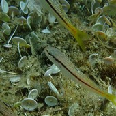 Sottocosta …a cura di Ghjuvan Pasquale