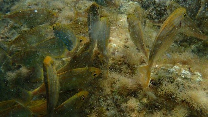 Sottocosta …a cura di Ghjuvan Pasquale