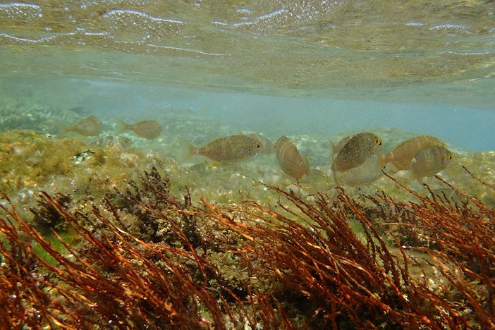 Sottocosta …a cura di Ghjuvan Pasquale